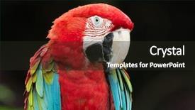  Presentation with parrot - PPT layouts featuring bird sitting on the perch background and a  colored foreground