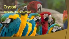  Presentation with parrot - Amazing presentation theme having bird sitting on the perch backdrop and a tawny brown colored foreground