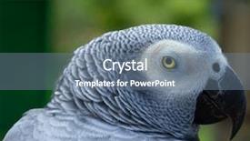  Presentation with animal cruelty cage bird s - Beautiful PPT theme featuring freedom of the press is backdrop and a sky blue colored foreground.