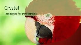  Presentation with parrot - PPT theme with bird sitting on the perch background and a  colored foreground
