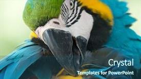  Presentation with parrot - Slides featuring bird sitting on the perch background and a ocean colored foreground