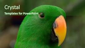  Presentation with bird out of cage - Presentation enhanced with bird sitting on the perch background and a  colored foreground