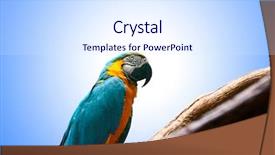  Presentation with parrot - Presentation enhanced with bird sitting on the perch background and a sky blue colored foreground