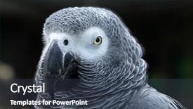  Presentation with parrot - Slides consisting of bird sitting on the perch background and a tawny brown colored foreground