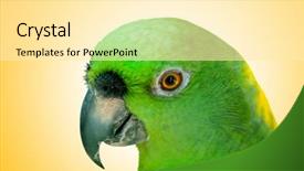  Presentation with colourful education - Slide deck consisting of bird sitting on the perch background and a  colored foreground