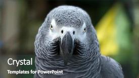  Presentation with parrot - Beautiful presentation theme featuring bird sitting on the perch backdrop and a  colored foreground