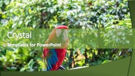  Presentation with bacteria colourful 3d - Cool new slides with bird sitting on the perch backdrop and a  colored foreground