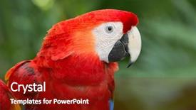  Presentation with parrot - Colorful theme enhanced with bird sitting on the perch backdrop and a tawny brown colored foreground