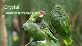  Presentation with parrot - Cool new slide deck with bird sitting on the perch backdrop and a  colored foreground