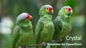  Presentation with to kill a bird - PPT layouts enhanced with bird sitting on the perch background and a tawny brown colored foreground