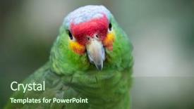  Presentation with parrot - PPT theme featuring bird sitting on the perch background and a  colored foreground