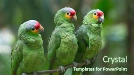  Presentation with bird flu - Slide set with bird sitting on the perch background and a tawny brown colored foreground