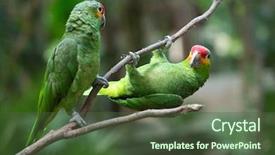  Presentation with art bird tattoos come - Amazing PPT theme having bird sitting on the perch backdrop and a  colored foreground