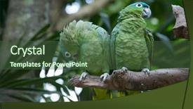  Presentation with parrot - Presentation with bird sitting on the perch background and a  colored foreground