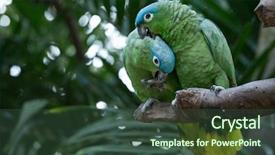  Presentation with h7n9 bird flu - Colorful presentation theme enhanced with bird sitting on the perch backdrop and a  colored foreground