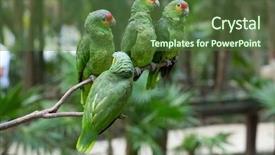  Presentation with parrot - Amazing PPT theme having bird sitting on the perch backdrop and a tawny brown colored foreground