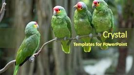 Presentation with parrot - Presentation consisting of bird sitting on the perch background and a tawny brown colored foreground