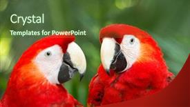  Presentation with to kill a bird - Slide set consisting of bird sitting on the perch background and a  colored foreground