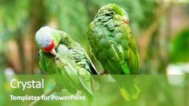  Presentation with parrot - PPT layouts enhanced with bird sitting on the perch background and a  colored foreground