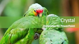  Presentation with parrot - Cool new slides with bird sitting on the perch backdrop and a  colored foreground