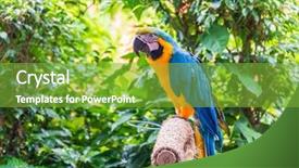  Presentation with colourful education - PPT theme featuring bird sitting on the perch background and a seafoam green colored foreground