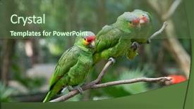  Presentation with animal cruelty cage bird s - Slide deck consisting of bird sitting on the perch background and a  colored foreground