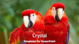  Presentation with parrot - PPT layouts featuring bird sitting on the perch background and a  colored foreground