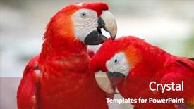  Presentation with parrot - Cool new PPT theme with bird sitting on the perch backdrop and a  colored foreground