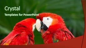  Presentation with to kill a bird - Theme with bird sitting on the perch background and a  colored foreground