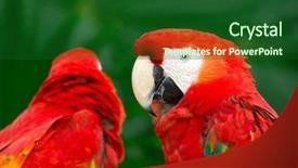  Presentation with to kill a bird - Amazing slides having bird sitting on the perch backdrop and a  colored foreground