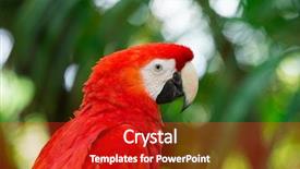  Presentation with parrot - Amazing theme having bird sitting on the perch backdrop and a  colored foreground