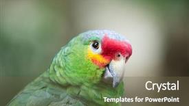  Presentation with love bird - Audience pleasing presentation design consisting of bird sitting on the perch backdrop and a  colored foreground