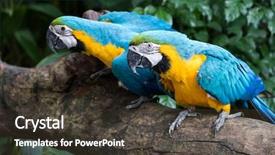  Presentation with parrots - Cool new PPT theme with bird sitting on the perch backdrop and a dark gray colored foreground