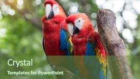  Presentation with parrots - Slides having bird sitting on the perch background and a tawny brown colored foreground