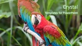  Presentation with parrots - Beautiful presentation theme featuring bird sitting on the perch backdrop and a tawny brown colored foreground