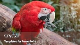  Presentation with parrot - Beautiful PPT theme featuring bird sitting on the perch backdrop and a tawny brown colored foreground