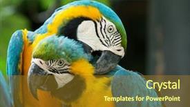  Presentation with love bird - Theme with bird sitting on the perch background and a tawny brown colored foreground