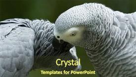  Presentation with parrot - Colorful PPT layouts enhanced with bird sitting on the perch backdrop and a  colored foreground