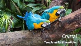  Presentation with parrots - PPT layouts featuring bird sitting on the perch background and a tawny brown colored foreground