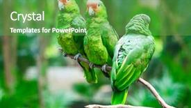  Presentation with parrot - Slide deck consisting of bird sitting on the perch background and a tawny brown colored foreground