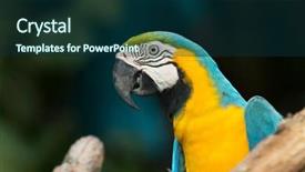  Presentation with to kill a bird - Beautiful presentation featuring bird sitting on the perch backdrop and a  colored foreground