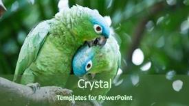  Presentation with to kill a bird - PPT theme consisting of bird sitting on the perch background and a  colored foreground