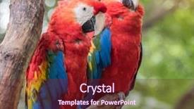  Presentation with parrots - Beautiful PPT layouts featuring bird sitting on the perch backdrop and a tawny brown colored foreground