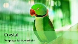  Presentation with parrot - Colorful slide deck enhanced with bird sitting on the perch backdrop and a seafoam green colored foreground