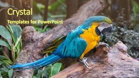  Presentation with parrots - Beautiful slide set featuring bird sitting on the perch backdrop and a tawny brown colored foreground