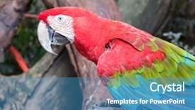  Presentation with parrots - Presentation design with bird sitting on the perch background and a teal colored foreground