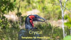  Presentation with kruger - PPT theme enhanced with bird-southern-ground-hornbill-endemic background and a tawny brown colored foreground