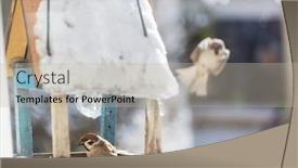  Presentation with bird sparrow - PPT layouts consisting of bird-sparrow-feeding-trough background and a mint green colored foreground