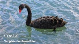  Presentation with indigenous australia - Slide deck consisting of young woman with her small son decorate the christmas tree for the holiday background and a tawny brown colored foreground