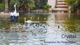  Presentation with baby ducks chicks and blocks - Colorful slide set enhanced with bird track - ducks in viveros park pond backdrop and a  colored foreground